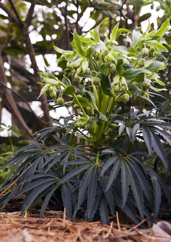Multiple greens on one hellebore plant.